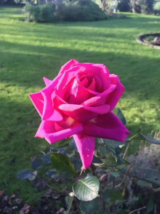 ralphs rose