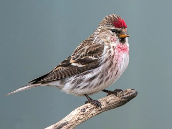 Redpoll