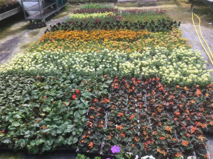 plants-at-bromac