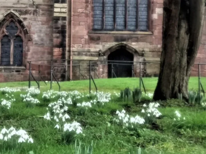 church snowdrops