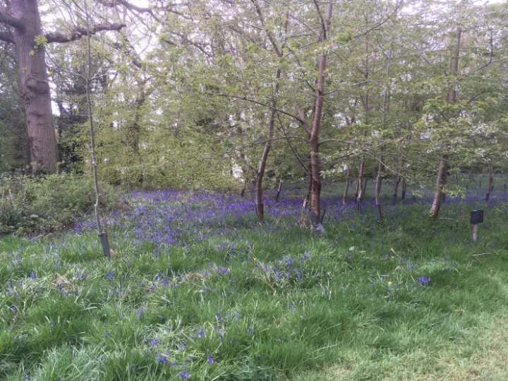 bluebells 1
