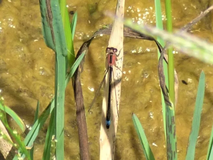 Blue Tailed
