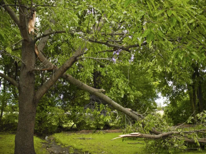 wind damaged trees