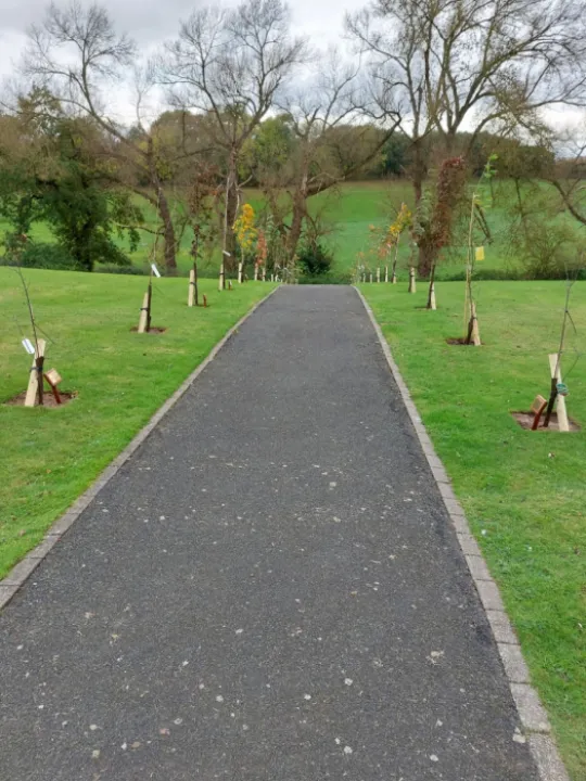 New Trees in Cemetery