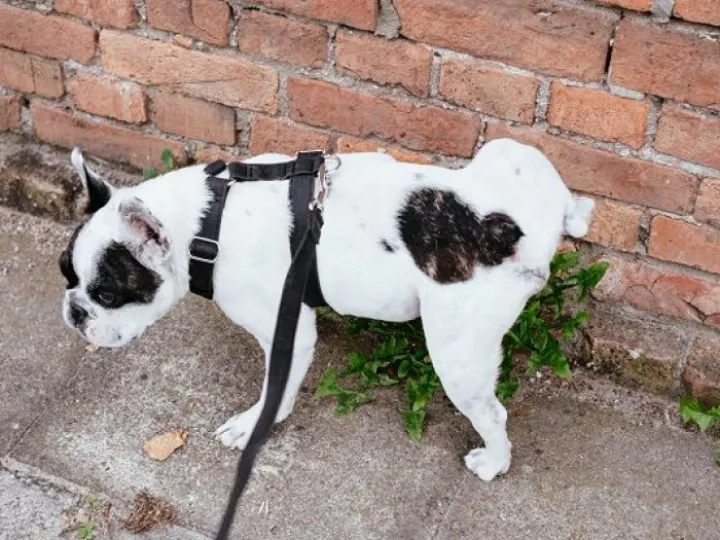 Dog peeing on a wall