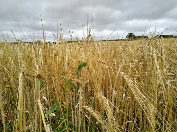 Wheat field