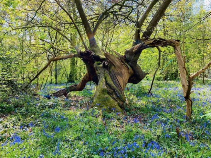 Combermere Abbey Blue Bells
