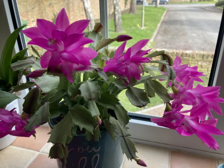 Christmas cactus