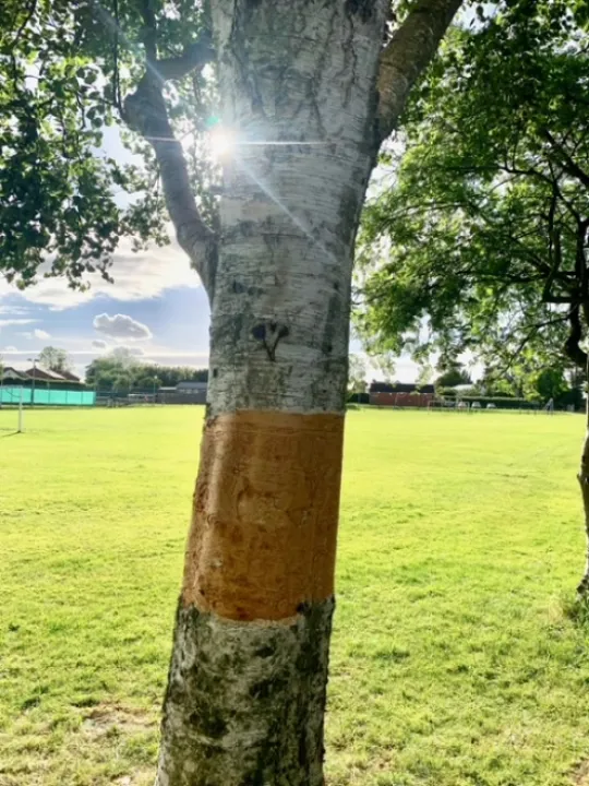 Botnical Vandalism Tree 3 (2)