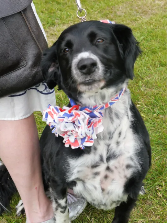 Dog show