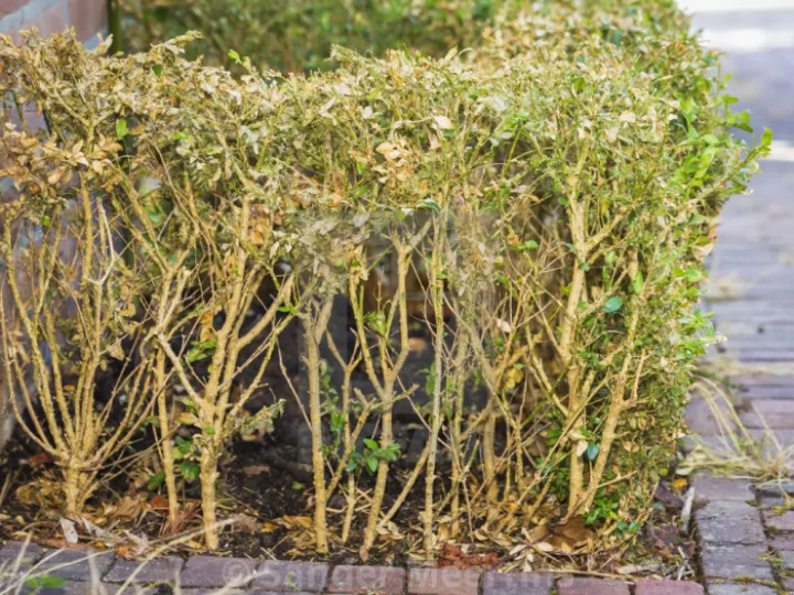 Box Tree moth damage