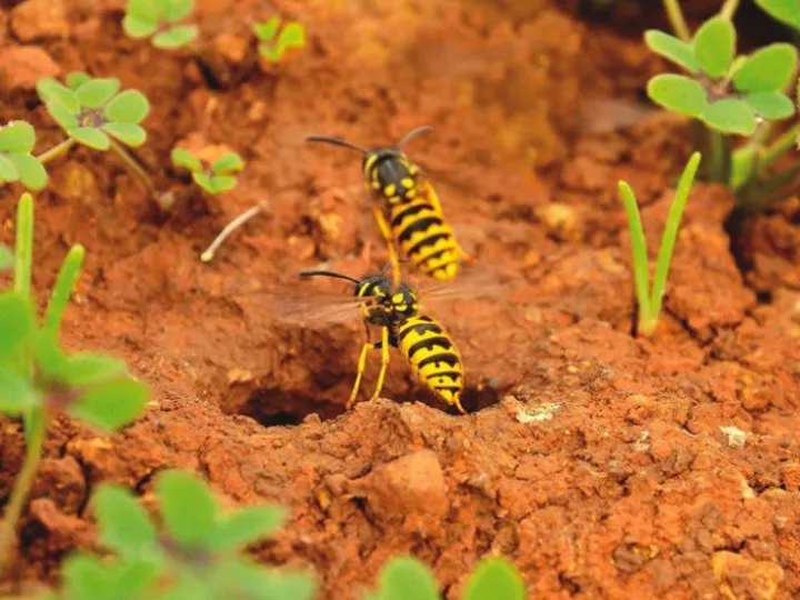 Wasps (1) p19ghg1f5jsuio3vnfi15i31s546-jpg-optimal