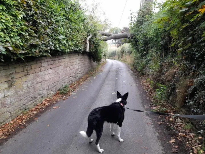 FallenTreeAndertonsLa20220914