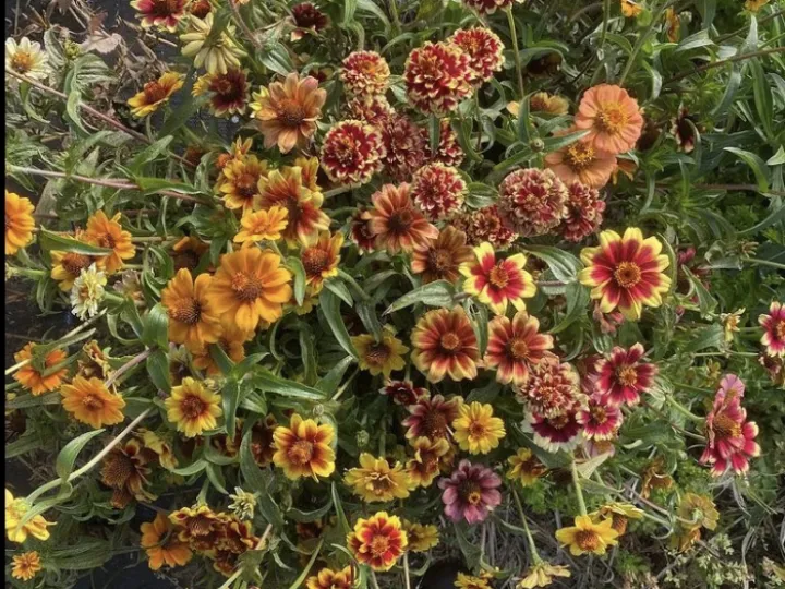 66C717E2-AD25-434C-AC12-AC9D85EDDDFF