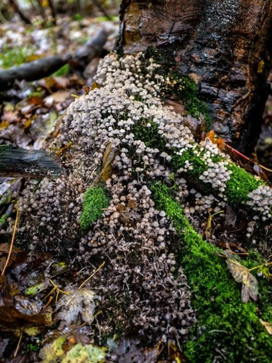 fungal-foray-13-M421498