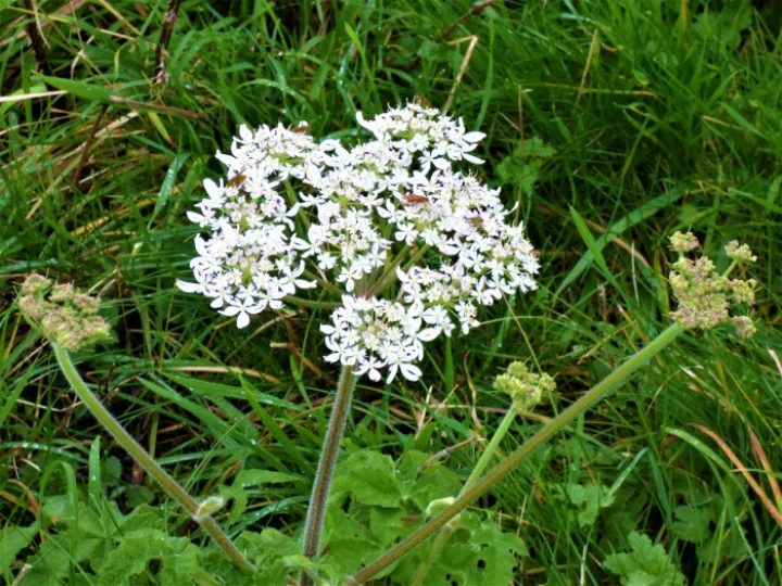 Yarrow 1