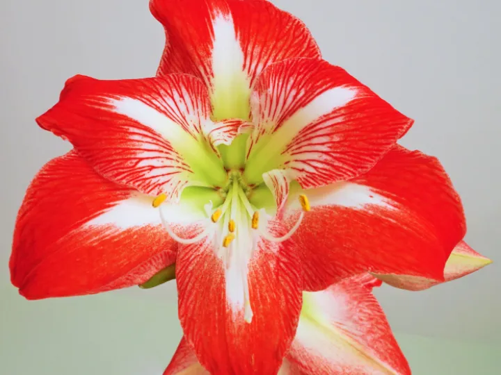 #R Amaryllis flower s01978