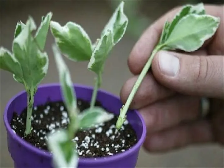 Propagation Turn End