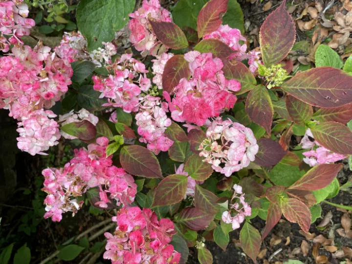 EC5065EE-D15F-4453-BE0D-5811A999470A