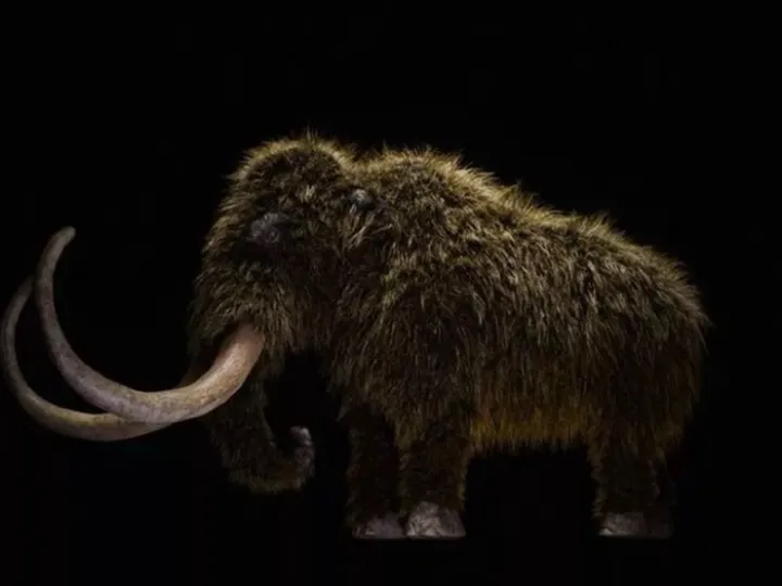 Chester-Zoo-mammoth-2