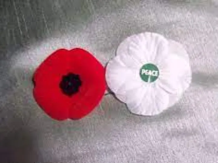 AMC poppies 2
