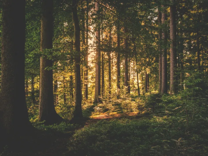 Green Leaf Trees on Forest