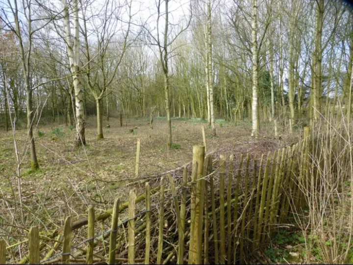 Tcw Dead Heages Feb 2024 16beb38