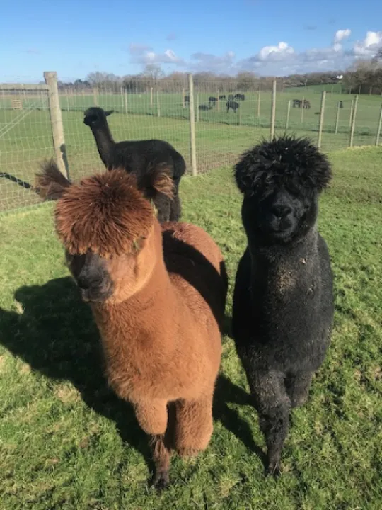 Alpaccas