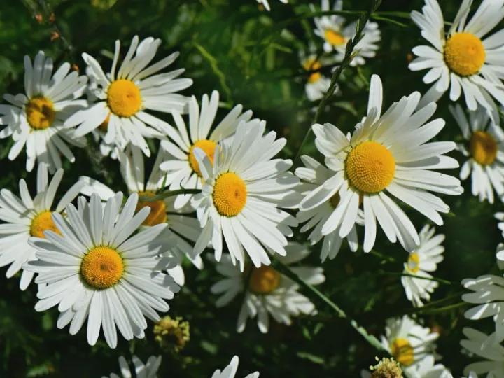 Ox-eye daisy, flower, plant