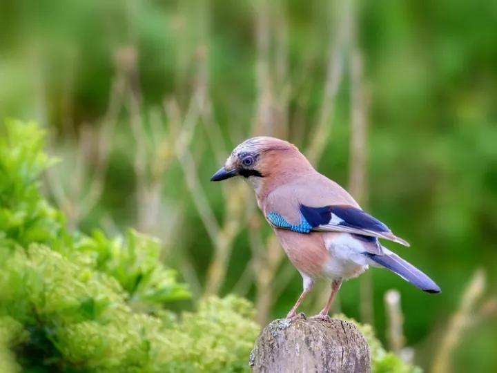 Bird, jay, wildlife