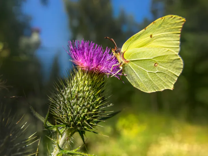 Close-up of a Butterfly on a Thistle Flower 