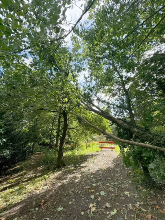 Overhanging Branch 24_08_2024