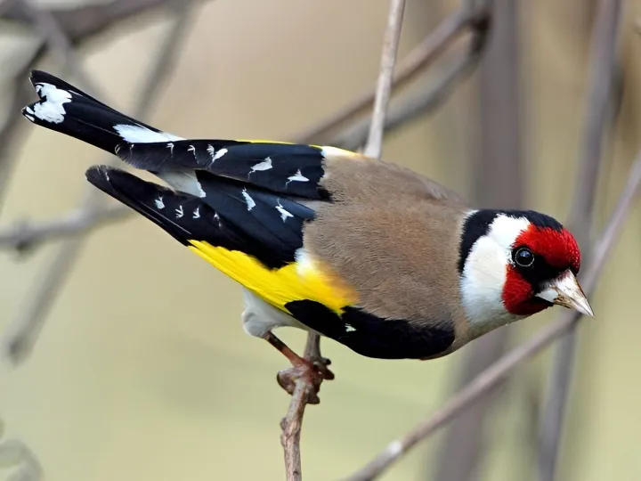 Goldfinch 1