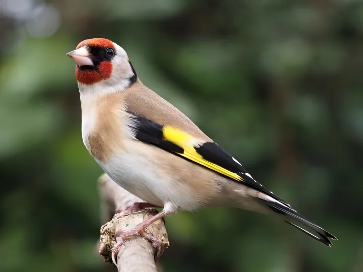Goldfinch 2