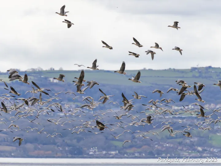 Restrictions to Tackle Bird Flu – Geese Flying