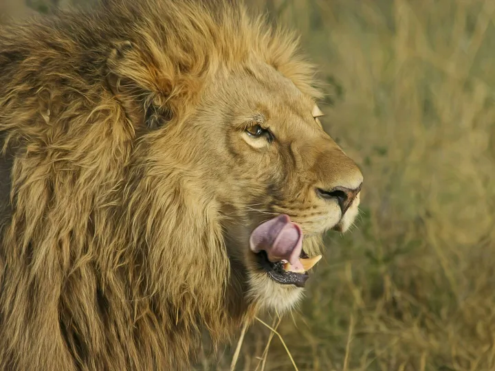 Close-up portrait of a lion in the wild, showcasing its powerful presence and majestic mane.
