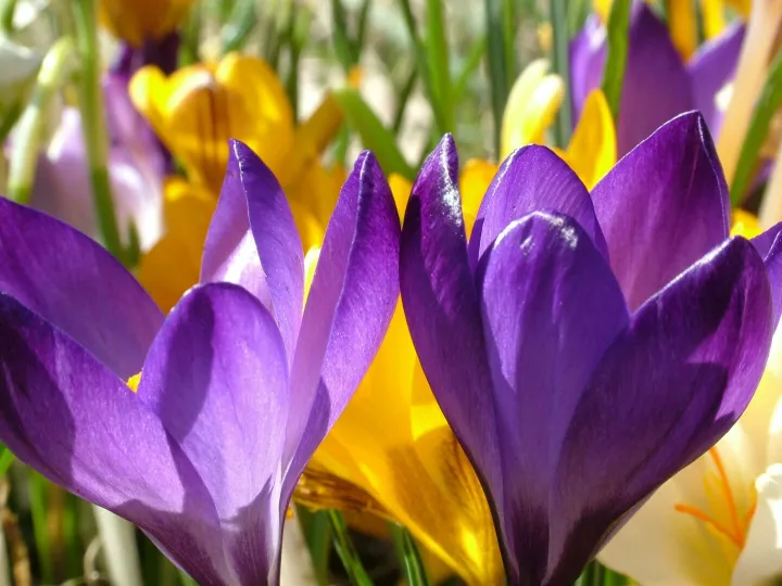 Close-up view of vibrant purple and yellow crocuses blooming in spring sunlight.