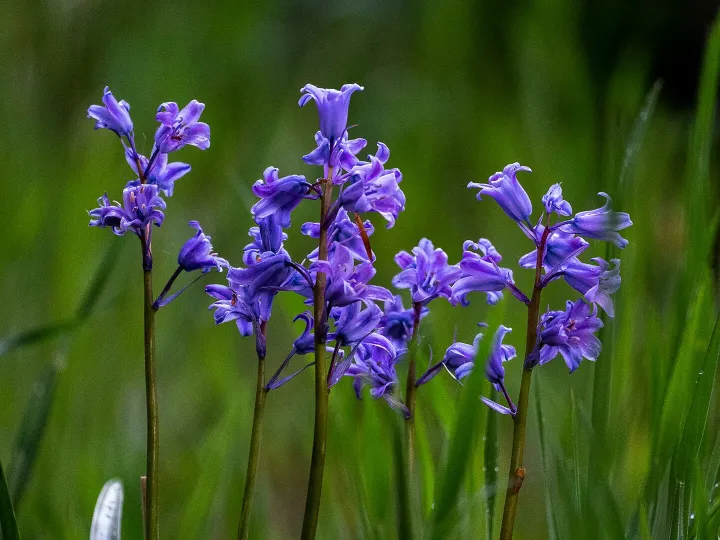 Close-up of vibrant bluebells blooming in a lush green field during spring.