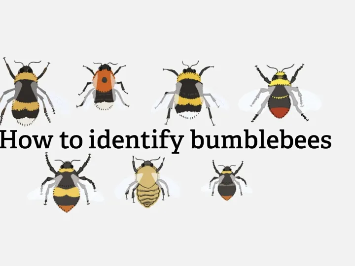 Garden bees