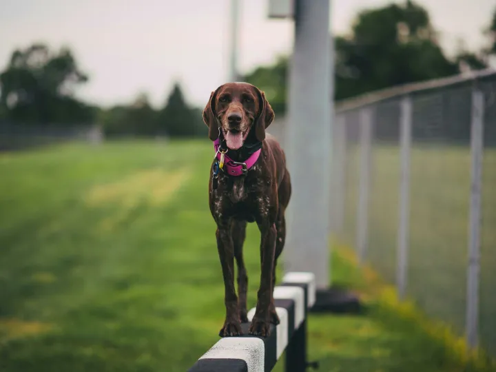 A brown dog happily balances on a wooden beam at the park, showcasing agility and joy.