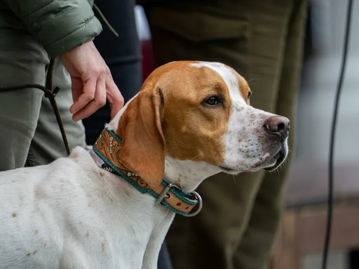 Pointer dog and handler outdoors, showcasing companionship and control.