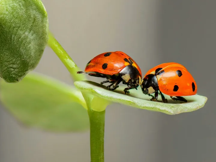 Macro shot of two ladybugs on a green leaf, showcasing nature's beauty.