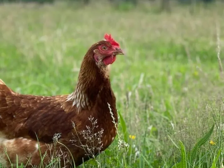 Sandy Lane Farm Chicken
