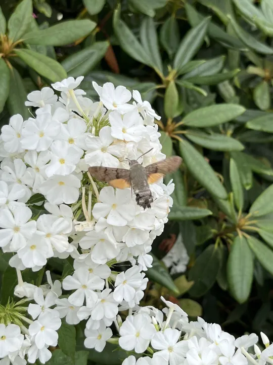 Humming Bird 2