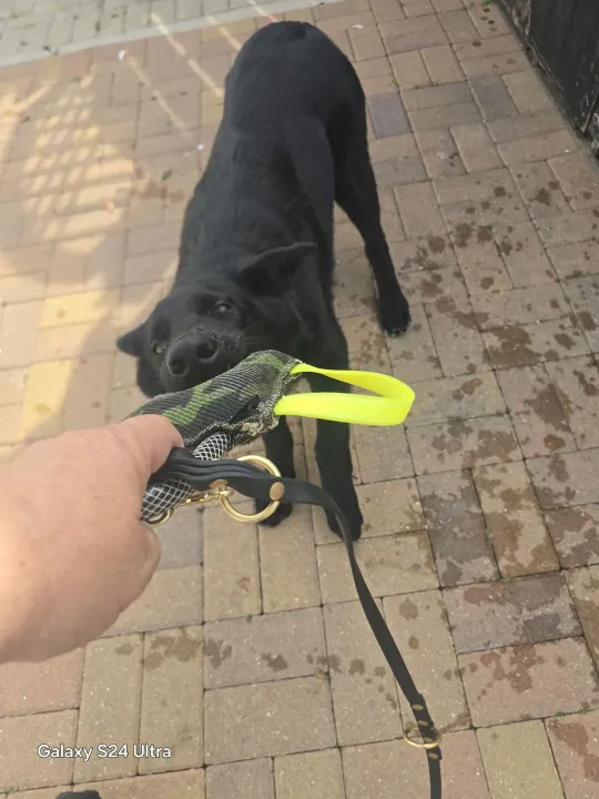 Puppy Protection Dog Training