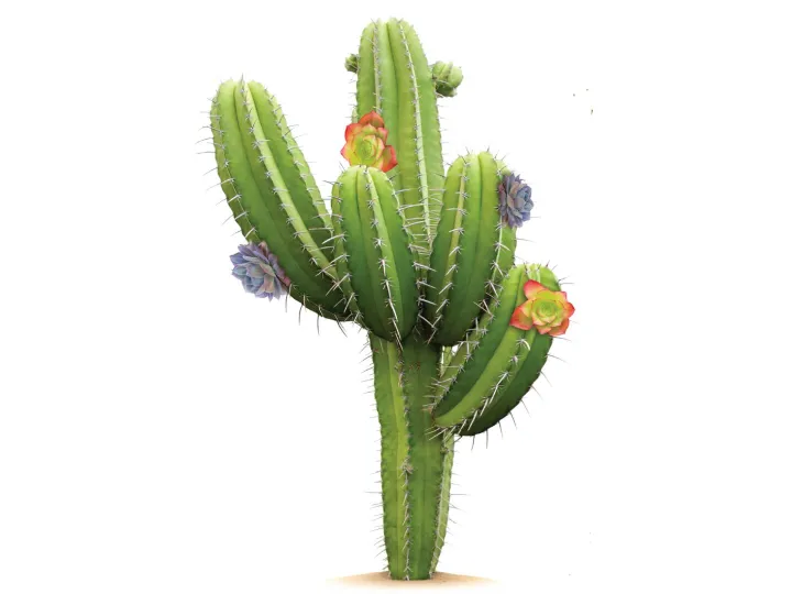 Cactus 4-3