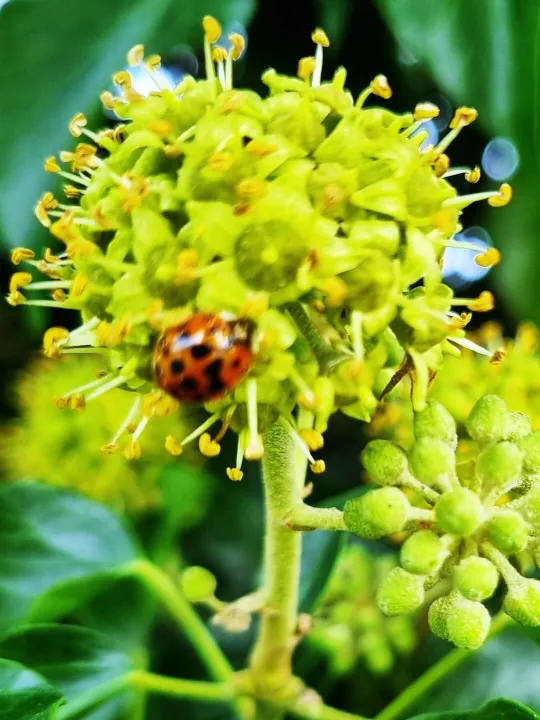 Ladybird1