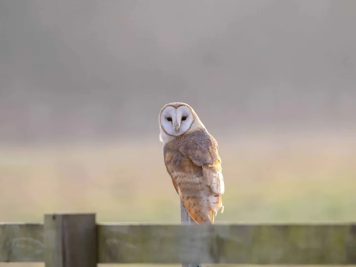 Barn Owl