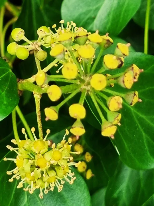 Ivy 1