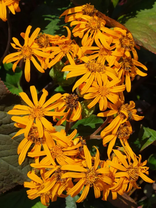 RR Orange Fire F7482